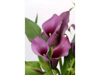 OBI Kala Nightlife (Zantedeschia), fialová, pr. 23 cm