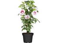 OBI Ibištek (Hibiscus) čínska ruža ružová, výška 30-40 cm, cca 3 l