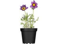 OBI Poniklec obyčajný 