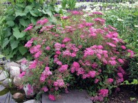 OBI Tavoľník (Spiraea) OBI Tavoľník (Spiraea)