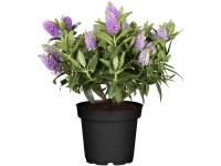 Landgard Hebe Andersonova (Hebe x x andersonii) 