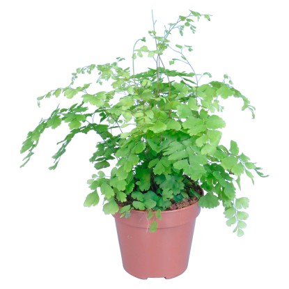 GROW by OBI Venušin vlas Fragrans s priemerom kvetináča cca 12 cm