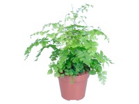 GROW by OBI Venušin vlas Fragrans s priemerom kvetináča cca 12 cm