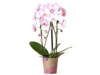 GROW by OBI Orchidea lišajovec 