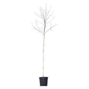 GROW by OBI Ambróvník, výška cca 200 cm, v kvetináči. Opadavý strom bez listov.