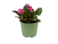 GROW by OBI Riesensteinbrech Bergénia Red, pr. 17 cm