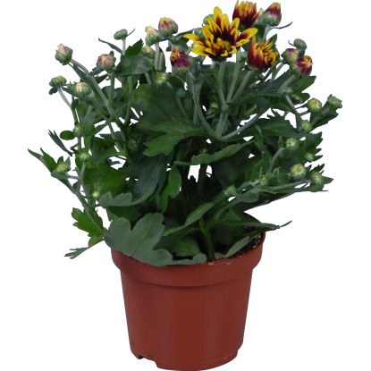 Chryzantéma "Dragon Time" priemer kvetináča cca 12 cm Chrysanthemum