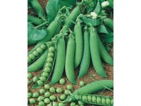 GardenSeed Premium Hrach záhradný Gloriosa