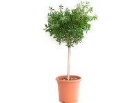 GROW by OBI Tyčinkovec citrónový (Callistemon citrinus) výška 30-40 cm, 3 l