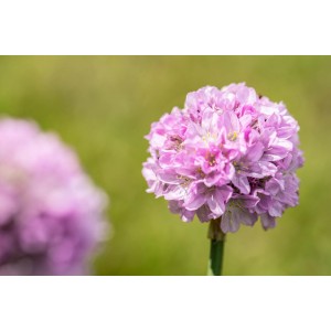 Detailný záber ružovej trávničky prímorskej Dreameria GROW by OBI v kvetináči.