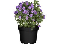 Ľuľok Rantonnetiho priemer kvetináča cca 12 cm Solanum rantonnetii