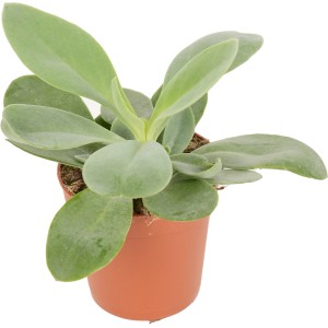 Peperomia v kvetináči, nenáročná sukulentná rastlina s dekoratívnymi listami.