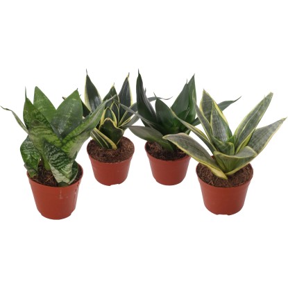 Svokrin jazyk (Sansevieria trifasciata) "Hahnii", rôzne druhy, pr. kv. 9 cm