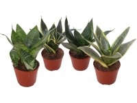 Svokrin jazyk (Sansevieria trifasciata) 