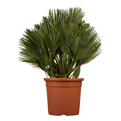 Trpasličia palma (Chamaerops compacta), výška cca 80-100 cm, pr. kv. cca 40 cm