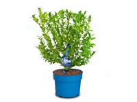 Čučoriedka (vaccinium corymbosum) Blue Sugar Pop