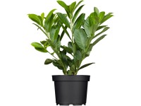 GROW by OBI Bobkovišeň lekárska (Prunus laurocerasus) 