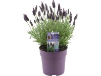 GROW by OBI Levanduľa francúzska (L. stoechas) 