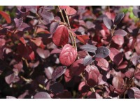 Loropetalum čínske (loropetalum chinensis) Ever Red