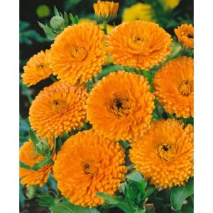 Detail oranžových nechtíkov lekárskych (Calendula). Semená byliniek.