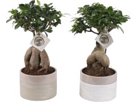 Figovník maloplodý 