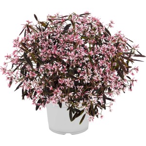 Euphorbia 'Flamingo' v kvetináči, cca 12 cm Ø. Euphorbia s ružovými kvetmi.