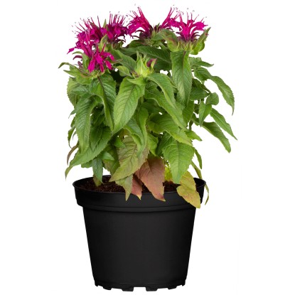 Monarda fistulosa priemer kvetináča cca 9 cm x 9 cm Monarda