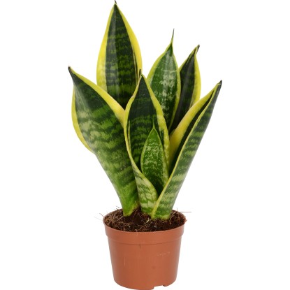Svokrin jazyk rôzne druhy priemer kvetináča cca 9 cm Sansevieria futura