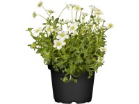 OBI Lomikameň Arendsov 