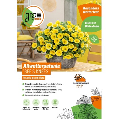 GROW by OBI Petúnia záhradná (Petunia Hybrida) "Bee's Knees", 10-20 cm, pr. 12cm