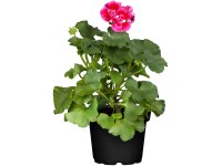 OBI Pelargónia krúžkovaná (Pelargonium zonale) pr. 12 cm