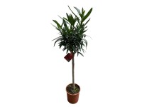 OBI Oleander obyčajný s kmeňom červený priemer kvetináča cca 20 cm Nerium