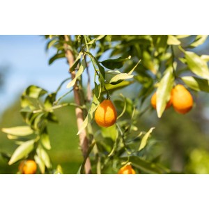 Citrusový strom so zrelými, oranžovými plodmi. Hnojivo pre citrusy GROW by OBI pre zdravý rast.