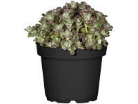 OBI Rozchodník priemer kvetináča cca 13 cm Sedum