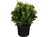 OBI Pieris japonský 