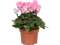 Cyklámen perzský Midi priemer kvetináča cca 10,5 cm lososový