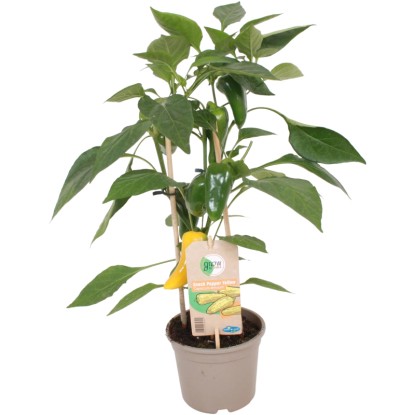 GROW by OBI Paprika "Snack" žltá (Capsicum annuum) Pick&Joy, 35-45 cm, pr. 14cm