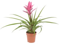 GROW by OBI Tilandsia 