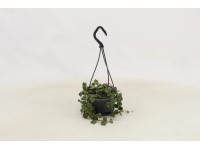 Zelené rastliny v závesnom plastovom kvetináči rôzne druhy pr. kvetináča 10,5 cm