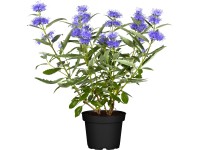 OBI Bradavec klandonský kontajner cca 3 l