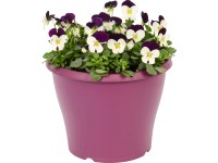 OBI Fialka rohatá vo farebnom kvetináči priemer cca 19 cm Viola cornuta
