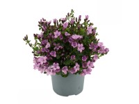 Zvonček dalmátsky (Campanula portenschlagiana) 