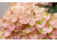 Hortenzia kalinolistá 