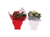 Kolopejka vďačná (Kalanchoe blossfeldiana) rôzne farby, pr. keram. kv. cca 9 cm