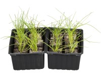 Cesnak pažítkový (pažítka) miska so 6 ks koreňový bal cca 2 x 2 cm Allium schoen