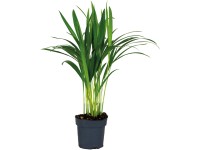 GROW by OBI Chrysalidokarpus žltkastý (Dypsis Lutescens) Areca 45-55cm, pr.12cm