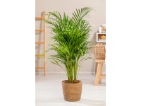 GROW by OBI Chrysalidokarpus žltkastý (Dypsis Lutescens) 
