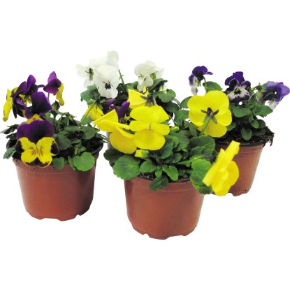 WW Flora Sirôtka drobnokvetá (Viola cornuta) rôzne farby cca pr. 9 cm