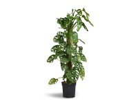 GROW by OBI Monstera (Monstera Andansonii) 
