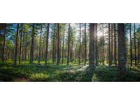 Bondecor Obraz, tlačené plátno Style 50 x 120 cm